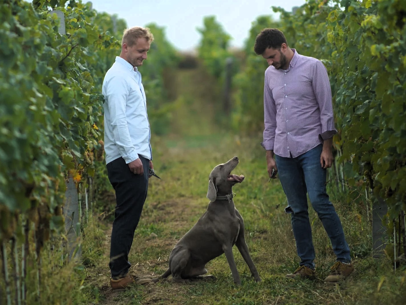 Winnica Dolina Drwęcy | PojezierzeBrodnickie.Info